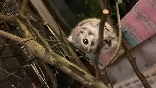 Обыкновенная  белка летяга - flying squirrel - momonga