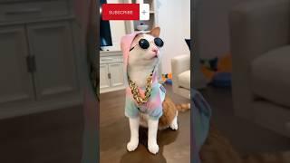 Dj Looks  #viral #youtube #trendingshorts #pets #meow #cat #dj