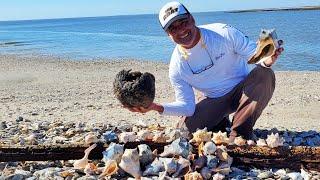 Shelling Day A Motherload Of Seashells On A Barrier Islands On A Beautiful Sunny Day