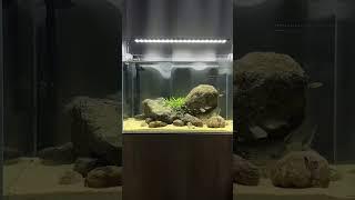 Aquatic Serenity: Embracing the Beauty of a Natural Style Fish Tank | pondon.net
