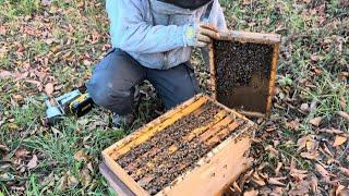 Prepping the 6 Frame Overwintered Nucs