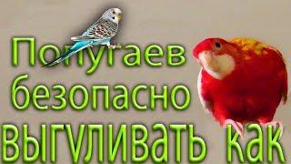 Как можно выпускать попугаев погулять Розелл Корелл Нимф Волнистых