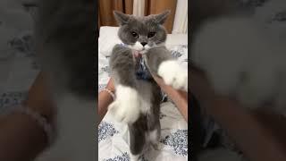 Chicken Wings Dance Special by Yuna and Star  #kitten #cats #catshorts #cat