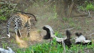 Honey Badger Rescues Her Baby from Leopard