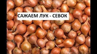 Сажаем лук севок.