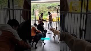 German Shepherd Crying Badly 