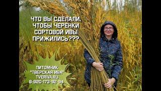 Что Вы сделали, чтобы прижились черенки сортовой ивы???