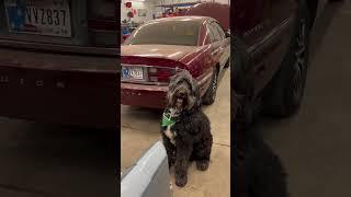 What should #HudsonThe… #Be #MaxTheDealerDog wants to know.