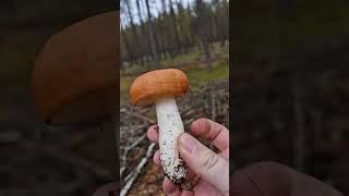 Picking Wild Edible Mushrooms of the Forest! Russula & Boletus!