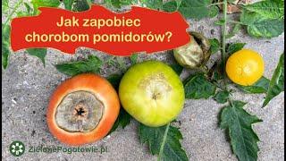 Sucha zgnilizna atakuje - jak ratować pomidory?