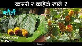 हेला गरिएकाे जडिबुटी मरहठी | Marethi | Toothache Plant | Maruti  Medicinal Herbs of Nepal Jadibuti