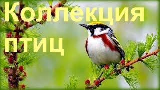 1 Час - Незабываемое Пение Лесных Птиц / Forest Birds Singing