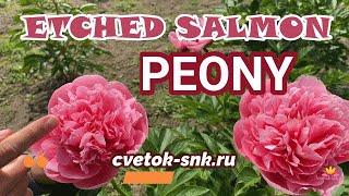 Эксклюзивный розовый пион ETCHED SALMON / Сад Ворошиловой