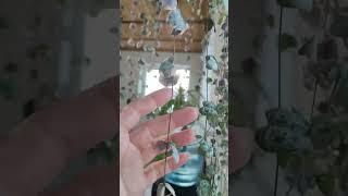 Церопегия Вуда #церопегия #комнатныерастения #цветы #растения #свойдом #обзор #жизнь #хобби