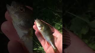 Fishing the riverstour with worms and a float for perch #angling #fishcatching #fish #fishing #perch