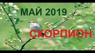 СКОРПИОН МАЙ 2019 /Агата Добровская