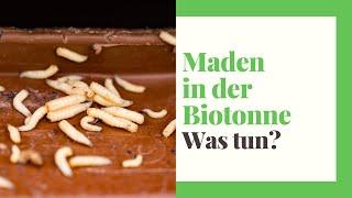 Maden in der Biotonne (erkennen, bekämpfen, vorbeugen)