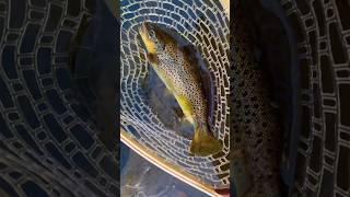 Super Ultralight Trout Fishing! #ultralightfishing #ultralightangler #browntrout #wncmountains