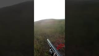 yeni sezon bıldırcın avı tamamı YouTube kanalımda, Bird hunting with an English pointer hunting dog