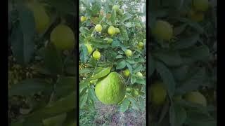 Gwava fruits that high in vit. C #asmr  #howto #trending #satisfying