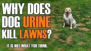 Why Does Dog Urine Kill Lawns?