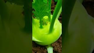 My Kohlrabi, also called German turnip #gardening