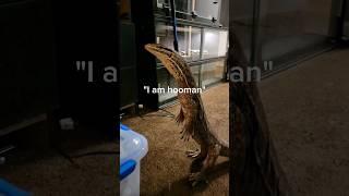 The cutest animals in my zip code. #reptiles #pets #viper #snake #cuteanimals #monitorlizard