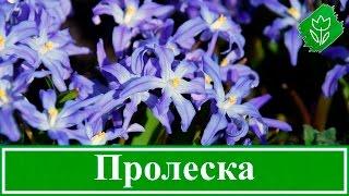  Цветы пролески (сцилла) – посадка и уход в открытом грунте: выращивание, виды и сорта пролески