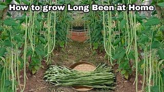 How to Grow Long Bean at Home