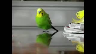 Funny BIRB Memes  (CLEAN)