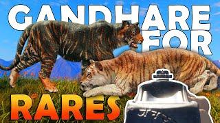 Updated GANDHARE is PERFECT for RARE TIGERS!!! - Call of the Wild