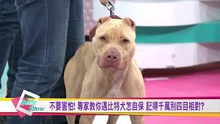 天生戰鬥犬! 比特犬一旦發怒六親不認 連主人都難管得動? 國民大會 20190308 (預告)