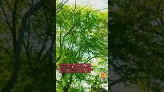 Я слышу птиц. Автор стихов Инна Якуш