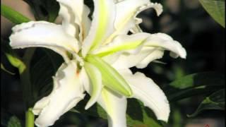 New Double Rose Oriental Lilies