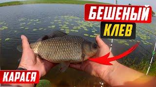 Бешеный клев карася. Рыбалка на карася.