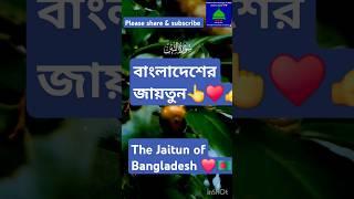 Surah At-Tin: Wattini wa jaitun / সূরা আত-তিন: ওয়াত্তিনি ওয়া জাইতুন। Amazing Quran tilawat.