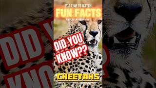 Cheetahs  | Fun Facts  | Kids Network Studios  | iSMARTiDEAS  | #shorts #didyouknow