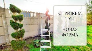 СТРИЖКА ТУИ. Новая форма для многоствольной туи