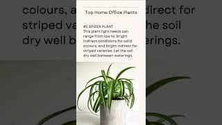 Top 10 Plants For Your Home Office | Kanishka Hi-Tech Nursery | Greater Noida