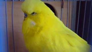 Выставочный волнистый попугай Лютино - Budgerigar Lutino