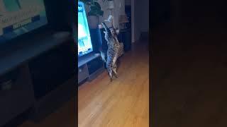 Air Julius: Aerodynamic Artistry; Julius's Sky-High Spectacle  #CatJump #slowmotion #cathumor