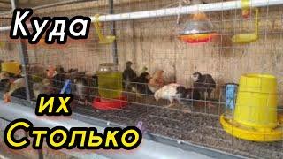 Инкубация куриных яиц. Egg hatching.