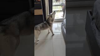 When my husky sees her sister getting a bath #dogfunnyvideos #funnyhuskydog #huskylife #huskyworld
