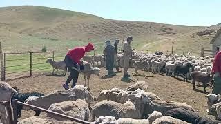 Овцеводство. Лечим от паразитов.