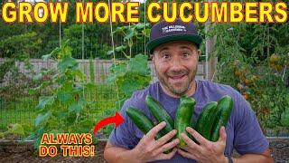 The #1 Secret To Productive Cucumber Plants: ALWAYS Do This To Grow More Cucumbers!