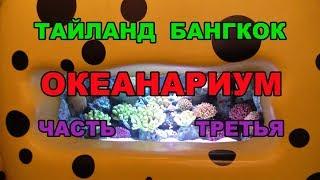 46 серия. 3 часть. Таиланд. ОКЕАНАРИУМ В БАНГКОКЕ. Туннель под водой. Акулы в шоке. Концерт на воде.