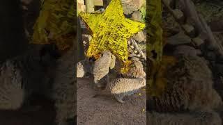 Meerkat Piñata party chaos