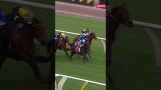 Stylish Secret wins Penfolds Victoria Derby Preview #horseracing #horses #racng #shorts #flemington