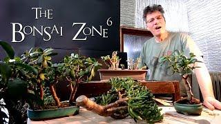 Creating Jade Bonsai, Part 1, The Bonsai Zone, Feb 2019