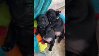 Napping Hard: Frenchie Puppies On The Job  #dogs #puppy #cuteanimals #cute #puppies #doglover